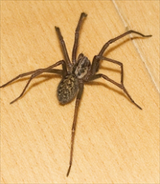 Common House or Domestic Spider