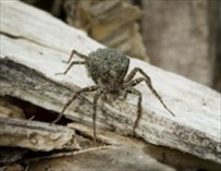 Wolf Spiders