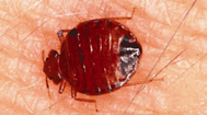 Bed Bug on Skin — Bed Bugs: Pest of the Month 