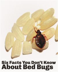 6 Facts You Didn't Know about Bed bugs