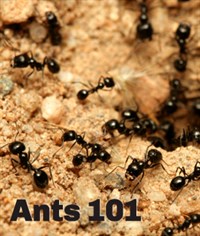 Ants 101