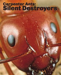 Carpenter Ants: Silent Destroyer