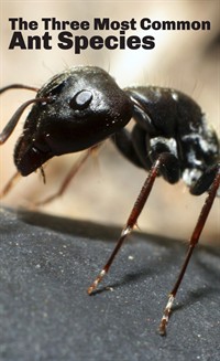 The Three Most Common Ant Species