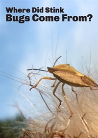 Where did stink bugs come from?