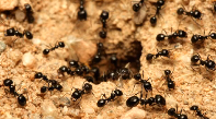 Ants 101 Pest Video - Pest Media 