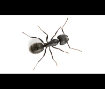 Carpenter Ants Pest Video - Pest Media 