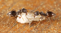 Odorous House Ants Pest Video - Pest Media 