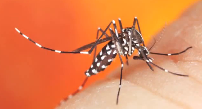 Mosquitoes and Your Health Pest Video - Pest Media 
