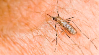 Most Common Summer Pests Pest Video - Pest Media 