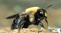 Stinging Insects 101 Pest Video - Pest Media 