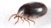 Ticks and Lyme Disease Pest Video - Pest Media 