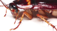 Cockroaches 101 Pest Video - Pest Media 