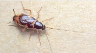 Most Common Cockroaches in Homes Pest Video - Pest Media 