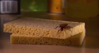 Cockroaches and Disease Pest Video - Pest Media