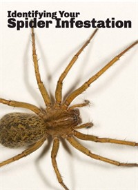 Identifying Your Spider Infestation