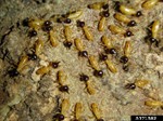 Tree Termites