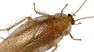 Cockroach spreadhing disease - PestWorld