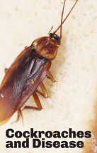 Cockroaches and Disease- [NEWS-&amp;-VIEWS-HEALTH-HUB] -Pest Media