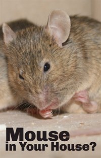 Mouse in house