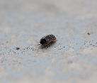 [Pill bug]- [NEWS-&amp;-VIEWS-BLOG-IMAGES] -Pest Media