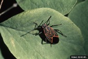 Box elder bug