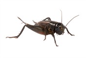 House crickets