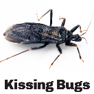 Kissing Bugs - Guest Columnist Pest Article - pest media