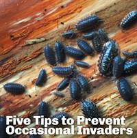 Tips to prevent occasional invaders