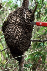 Conehead termite nest