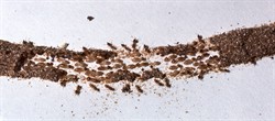 Conehead termite trail