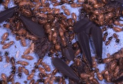 conehead termites