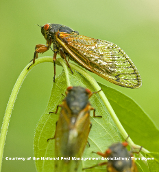 Periodical Cicada