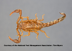 Scorpions in the Southwest United States - PestWorld