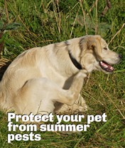 Pet pests