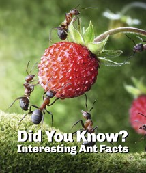 Ant Facts