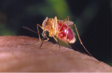 CDC Mosquito