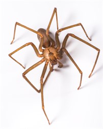 Brown Recluse
