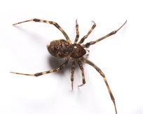 House Spider
