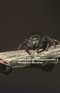 Jumping Spider