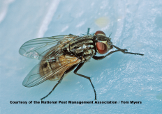 Get Rid of House Flies: House Fly Control Information - Flies ...