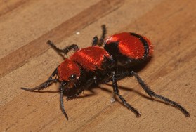 Red velvet ant