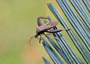leaf-footed bug
