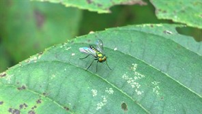 fly