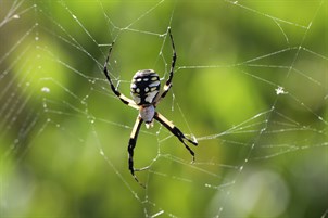 Spider