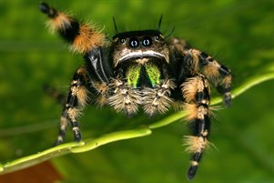 jumping spider