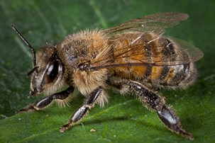 honeybee