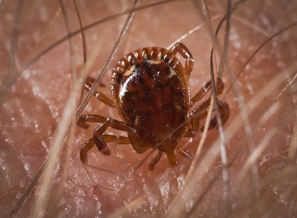 american dog tick