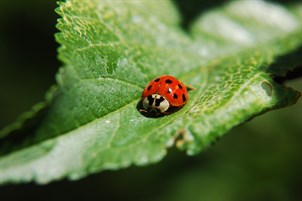 ladybug