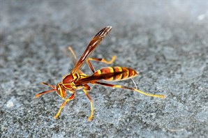 paper wasp