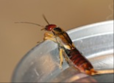 earwigs earwig pest pestworld stats